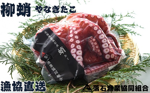 D-20011【北海道根室産】柳蛸ボイル5杯(計5kg)