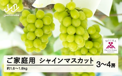 
            令和七年産 ぶどう シャインマスカット【ふるさと納税】先行予約 ぶどう シャインマスカット 3～4房セット ご家庭用 令和7年産 2025年産 山形県山辺町産 フルーツ 果物 bg-busxk1600
          