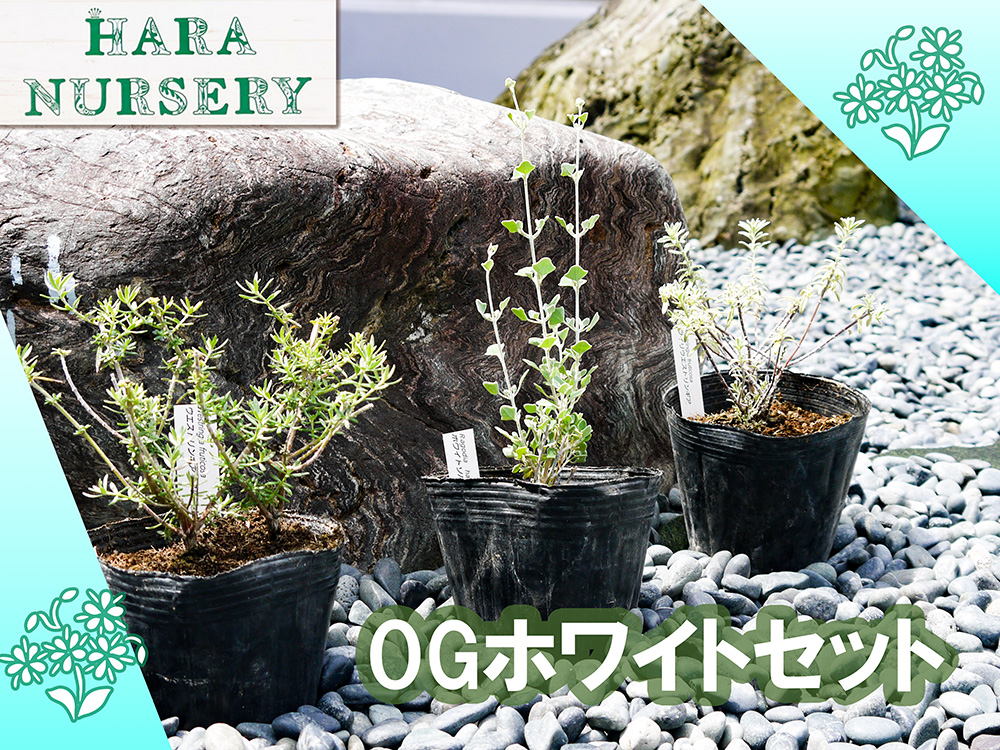 BS181_OGホワイトセット 花 苗 植物 家庭菜園 花壇 プランター ガーデニング