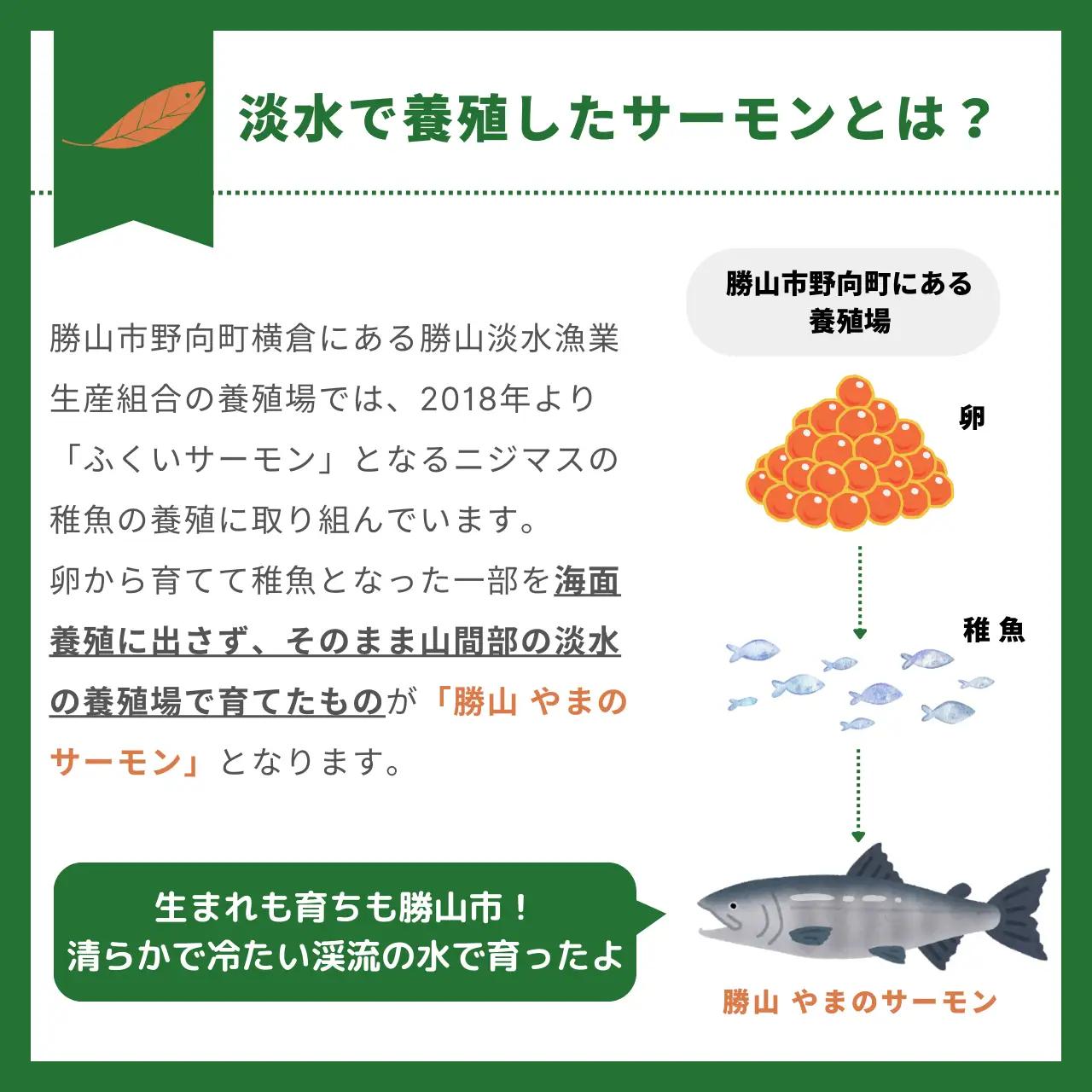 サーモン 半身 800g 冷凍 5枚 [I-050001]