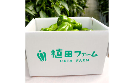【先行予約】植田ファームのこだわりピーマン 1kg ピーマン【2026年10月以降順次発送】[BQAT001]