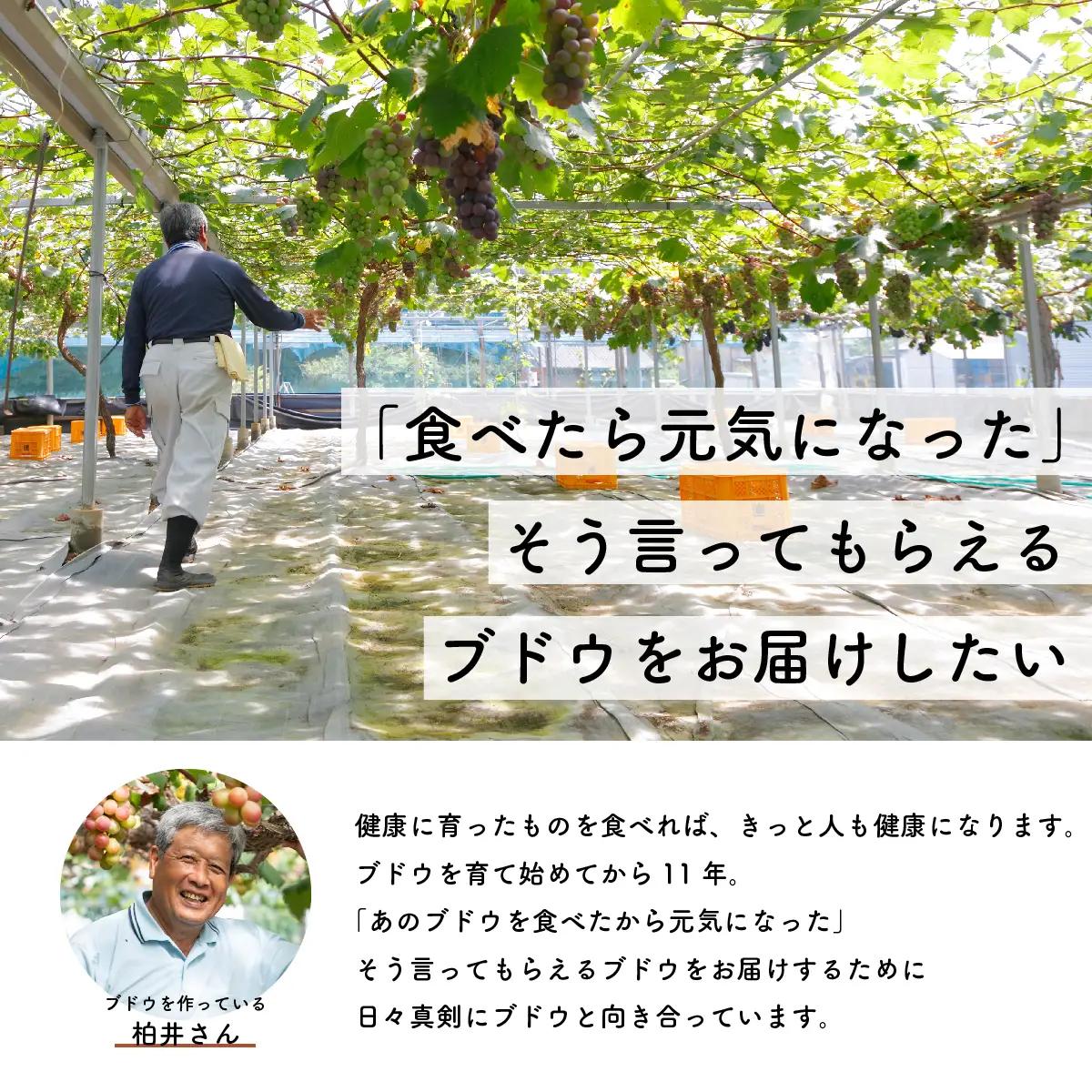 【先行予約・2026年9月】マスカサーティーン 1.5kg｜希少ぶどう・産地直送・種なし・ギフト