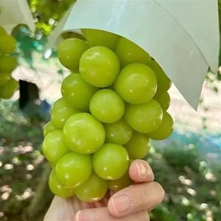 【2026年発送】大人気! シャインマスカット秀 3kg(4～7房)【配送不可地域：離島】【1691662】