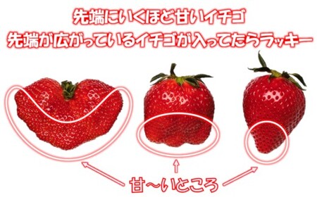 【先行予約】苺大野屋　厳選いちご　やよいひめ 500g（250g×2P）＜1-294＞＊
