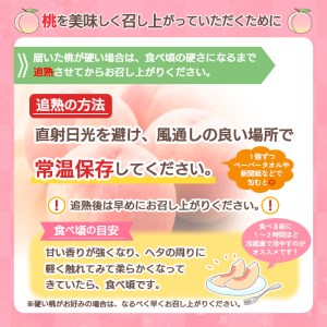 山形市産 桃「川中島白桃」 秀以上 5kg(13玉～18玉)[柔らかくなる桃] 【令和6年産先行予約】FU21-062