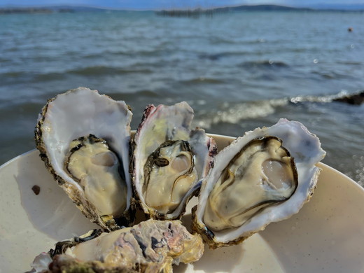 能登かき　殻付き小缶(加熱用) ※北海道・沖縄・離島への配送不可 ※2026年1月中旬～2月中旬頃に順次発送予定
