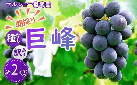 【2025年先行予約・数量限定】朝採り 巨峰「種なし」 訳あり品 約２kg＜2025年8月中旬～発送＞【ぶどう ぶどう ぶどう ぶどう ぶどう ぶどう】