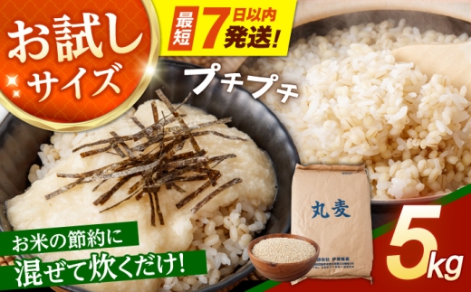 【7日以内に発送】長崎県産 丸麦 5kg / 麦 むぎ 雑穀 雑穀米 麦ごはん 麦飯 麦みそ 食物繊維 / 諫早市 / 有限会社伊東精麦 [AHBU019]