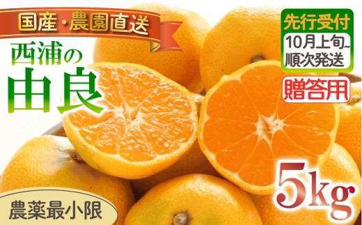 由良 みかん 5kg 【贈答用】 木負観光みかん園 ミカン オレンジ 蜜柑 柑橘 フルーツ 旬 果物 国産 産地直送 季節限定 西浦 沼津市 静岡県 贈答 ギフト プレゼント 贈り物
