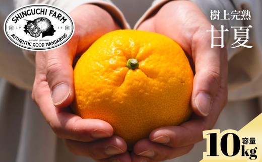 ＜木成り完熟＞甘夏 10kg 『ほのかな苦味とスッキリした甘み』＜E70-27＞【1470661】