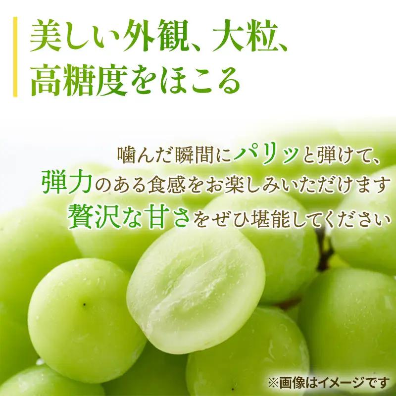 ぶどう 2026年 先行予約 ご家庭用 シャイン マスカット 晴王 約600g×1房  岡山県産 シャインマスカット