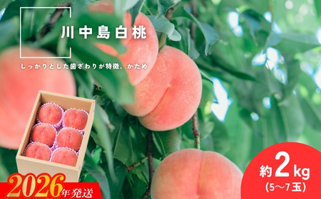 No.2993 「川中島白桃」約2kg(5～7玉)【2026年発送】