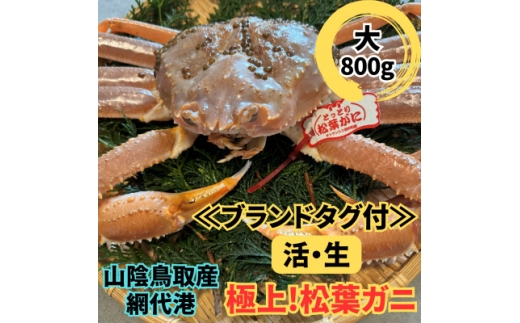 ＜さかなや新鮮組＞鳥取県産 ブランドタグ付き 活松葉ガニ(大)800g以上 1枚 漁港直送【1759414】