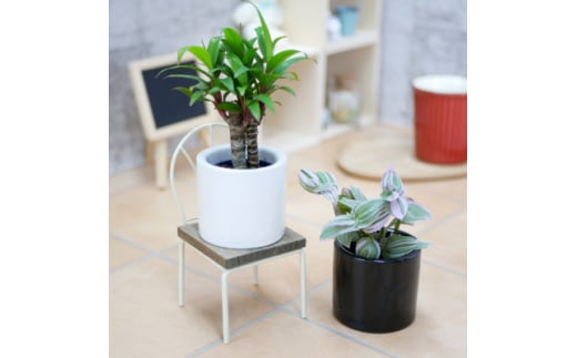 リトルフィット丸型2個&栄養剤セット＜オススメの観葉植物でお届け＞【1324918】