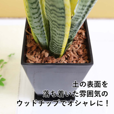 【観葉植物】サンスベリア 5号 ブラックスクエアプラスチック鉢 土の表面:ウッドチップ｜観葉植物 インテリア 部屋 おしゃれ 福岡県筑前町 送料無料