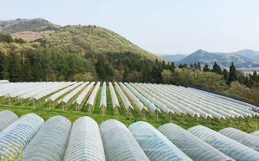 大迫佐藤葡萄園 ツヴァイゲルトレーベ2本 【828】