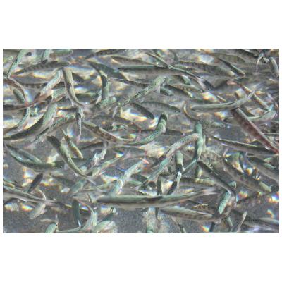 ふるさと納税 馬路村 アメゴの稚魚の甘辛唐揚げ「稚魚ウマ」(冷凍)【483】 |  | 01