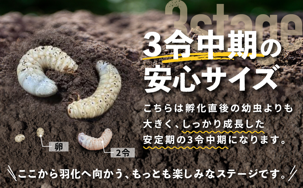 【先行予約】ヘラクレスオオカブト幼虫ペア ※育て方の説明書付き※配送不可地域あり【2026年6月から順次発送】