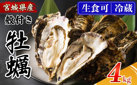 殻付き牡蠣（生食用）冷蔵 4kg 生牡蠣 宮城県産 牡蛎 牡蠣 カキ かき 生食 オイスター カキフライ 牡蠣鍋 海鮮 国産 魚貝類 バーベキュー BBQ 【カタクチ商店株式会社】ta732