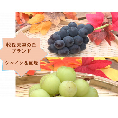 【2026年発送】牧丘天空の丘ブランド「シャインマスカット+キング巨峰」約1kg【配送不可地域：離島】
