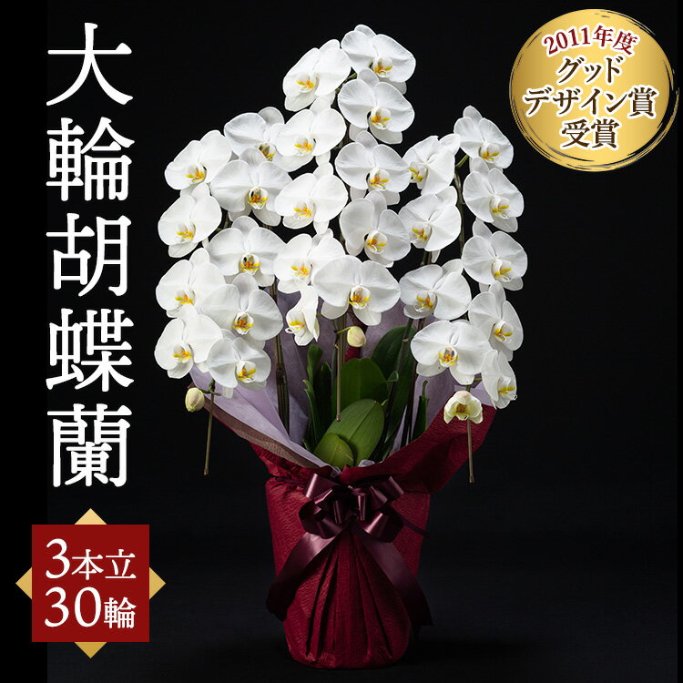 【ふるさと納税】大輪胡蝶蘭 3本立 30輪 | 胡蝶蘭 ギフト 祝い花 プレゼント 洋ラン 生花 お花 お祝い 記念日 贈り物 誕生日