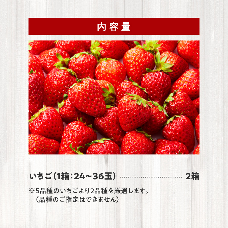 生いちご 厳選 2品種 食べ比べセット いちにのいちご園（2025年1月から発送開始）N085-YB531