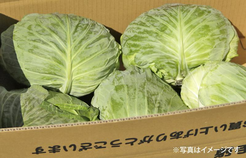 【先行予約】射手矢さんちの泉州キャベツ 10kg【新鮮 野菜 泉佐野産 やさい 射手矢農園 高評価 数量限定 先行予約】 G1303_イメージ3