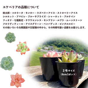 【 多肉植物 11月発送】 エケベリア 5個 おまかせ セット 【数量限定】