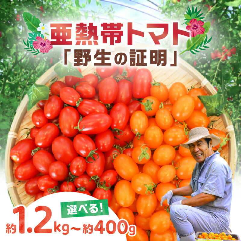 【ふるさと納税】＜選べる＞【2026年先行予約】 亜熱帯トマト 野生の証明 400g ～ 1.2kg トマト フルーツトマト ミニトマト プチトマト 甘い 野菜 サラダ おやつ おつまみ 亜熱帯 南国 美味しい 安田商店 鹿児島 奄美市 おすすめ ランキング プレゼント ギフト
