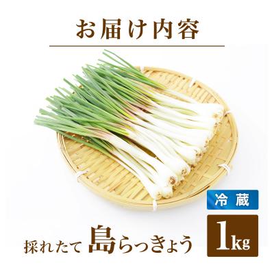 ふるさと納税 石垣市 ≪2026年2月下旬〜5月下旬発送≫採れたて島らっきょう 1kg |  | 03