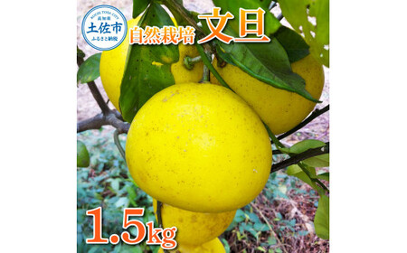 【先行予約】自然栽培文旦1.5kg L～3Lサイズ 〈2027年1月9日～4月30日発送〉文旦 ブンタン ぶんたん 1.5キロ 柑橘 かんきつ 柑橘類 みかん フルーツ デザート 果物 ビタミン おやつ 国産【有限会社四万十くじら】[BQBR008]