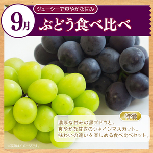 【先行予約】2026年産 全3回 フルーツの定期便 琴引メロン 二十世紀梨 ぶどう2種食べ比べ フルーツ
