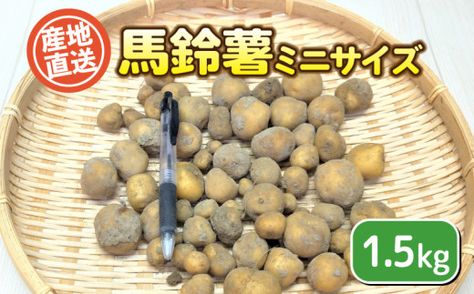 訳あり じゃがいも 馬鈴薯 ミニサイズ 1.5kg ジャガイモ ばれいしょ 芋 ポテト 野菜 馬鈴薯  無農薬フードロス 不揃い 産地直送 下関 山口