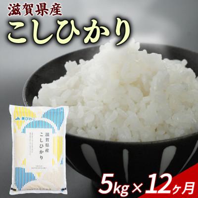 ふるさと納税 彦根市 【毎月定期便】こしひかり 5kg 【滋賀でとれたお米、近江米!】全12回