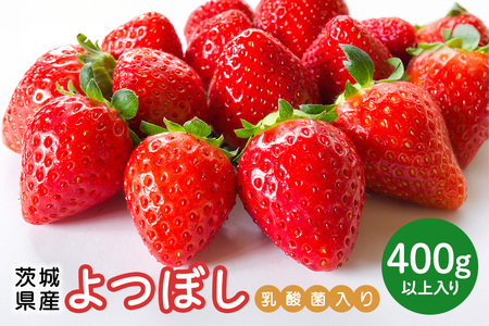 【先行予約・数量限定】よつぼし 『乳酸菌入りいちごパック』 400g以上入り いちご 乳酸菌 イチゴ 苺 フルーツ 果物 くだもの 健康 パック 贈答 ギフト 茨城 国産 19-AL 【4/10～5/10順次発送予定】