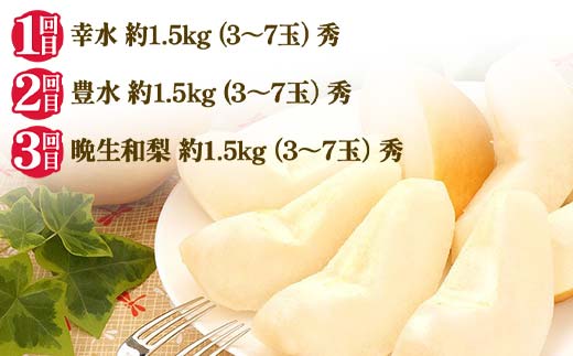 2025年先行受付 【定期便3回】和梨贅沢便 梨 なし 山形県 中山町 F4A-0491