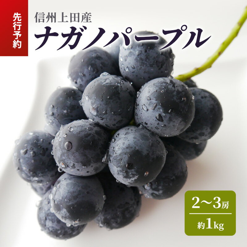 【ふるさと納税】ナガノパープル 信州上田産 約1kg 2～3房 ぶどう ブドウ 葡萄 ナガノパープル 1kg 種なし 果物 くだもの フルーツ デザート 旬の果物 旬のフルーツ 長野県 長野 上田市　お届け：2025年9月上旬～中旬