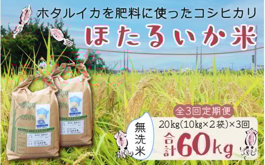 【先行予約】【新米】ほたるいか米（無洗米20kg）×3回 計60kg【3ヶ月定期便】25年10月開始