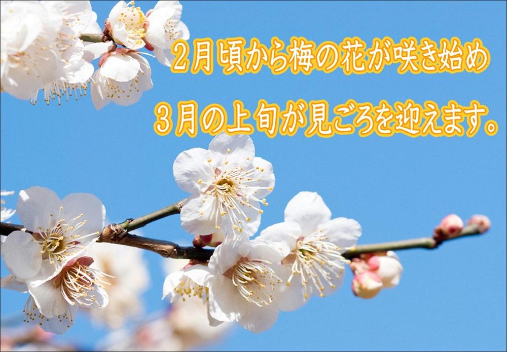 紀州南高梅　はちみつ梅　A-258