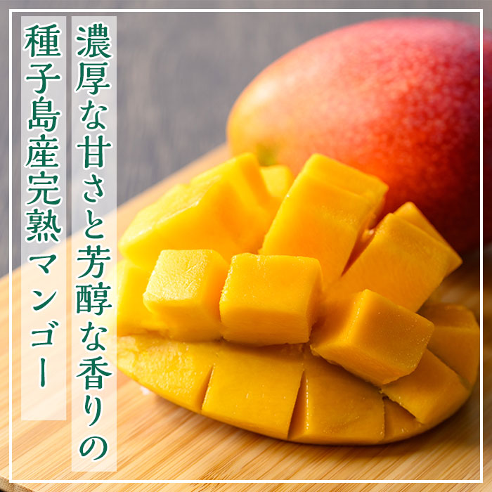n257 【期間限定】＜先行予約受付中！2025年7月中旬～8月中旬の間に順次発送予定＞鹿児島県種子島産完熟マンゴー(1kg・2～3個入)【種子屋久農業協同組合】