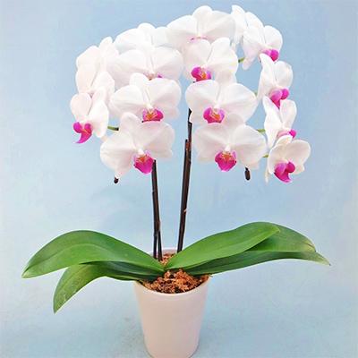 ふるさと納税 藤枝市 産直!ミディ胡蝶蘭鉢植え　白ピンク　”ユミ” 2本立 |  | 01