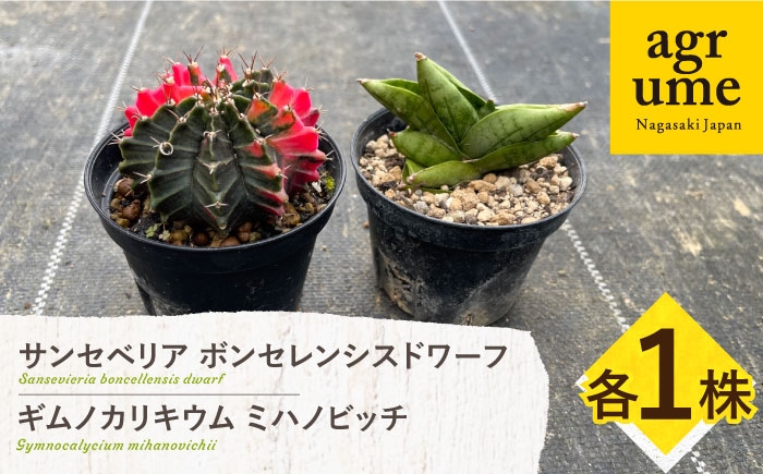 
                  ギムノカリキウム ミハノビッチ ＆ サンセベリア ボンセレンシスドワーフ 各1株 Gymnocalycium mihanovichii & sansevieria boncellensis dwarf 長与町/アグリューム [EAI238]
                