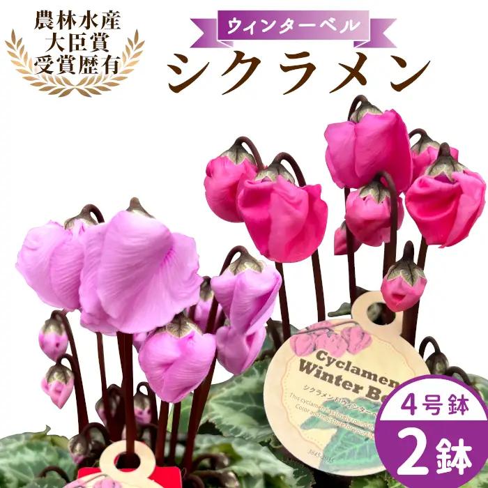 〈予約品〉【シクラメン：ウィンターベル】農林水産大臣賞受賞 愛知県産 シクラメン ４号鉢×２鉢 花 生花 マゼンタ バイオレット プレゼント 贈り物 鉢花 鉢 ガーデン ガーデニング 高品質 クリスマス -278