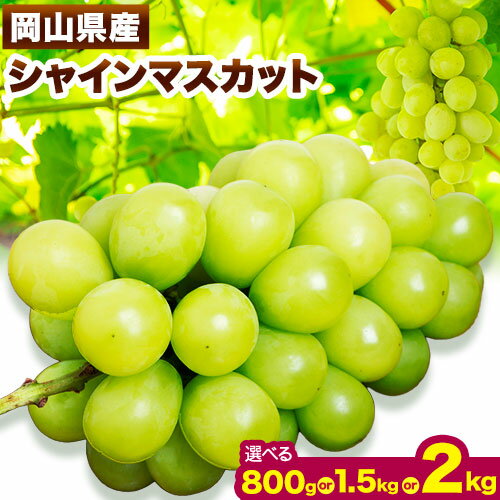 【ふるさと納税】シャインマスカット 選べる 内容量 800g 1.5kg 2kg .花田青果株式会社《9月上旬-10月末頃出荷》【配送不可地域あり】ふるさと納税 シャインマスカット ふるさと納税 シャインマスカット 訳あり ふるさと納税 シャインマスカット 岡山