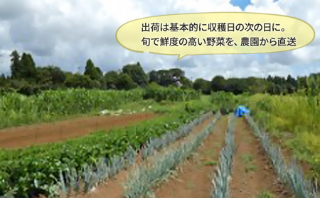 野菜 定期便 3ヶ月 2～4名様向け 野菜6種 セット＋加工品 旬の野菜 生野菜 やさい 新鮮 鮮度 産地直送 詰め合わせ 冷蔵 千葉 定期 お楽しみ 3回