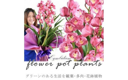 【定期便 12か月】グリーンのある生活を観葉・多肉・花鉢植物（12か月）【 花 花束 フラワーアレンジメント フラワー 花 フラワーギフト 花束 】
