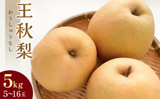 【先行予約】王秋梨 5kg前後（5～16玉前後）※2026年10月下旬～12月上旬頃に順次発送予定【先行予約 梨 なし 果物 フルーツ くだもの 鳥取県 北栄町 おすすめ 人気 送料無料】