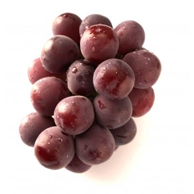 ふるさと納税 高松市 【発送月固定定期便】高松市自慢のぶどう【G】全3回 |  | 01