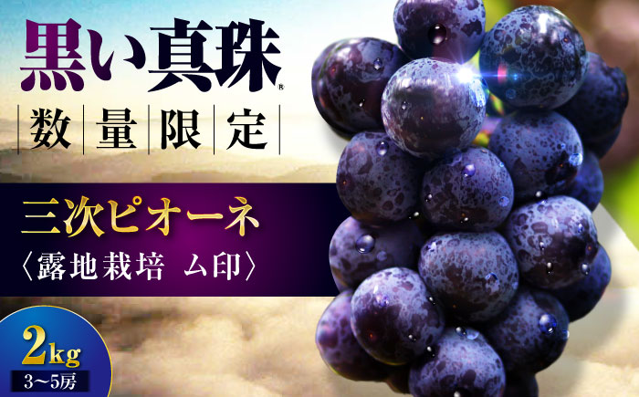 【先行予約】 三次ピオーネ 露地栽培ム印 2kg （3～5房）＜8月下旬以降順次発送＞ 限定 ぶどう ピオーネ 葡萄 ブドウ フルーツ 果物 三次市 / 三次ピオーネ生産組合 [APBD003]