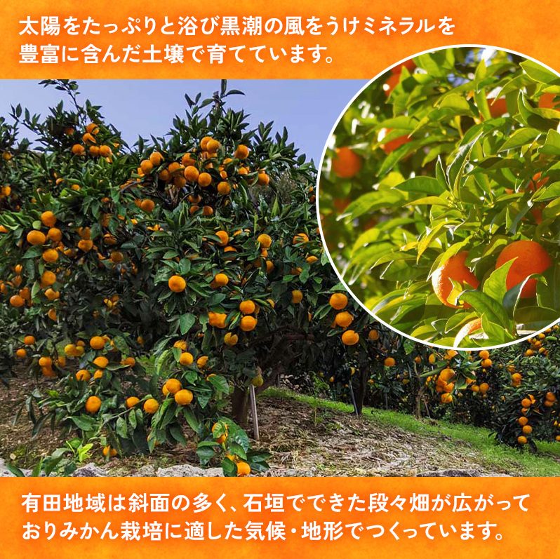 【ご家庭用】和歌山有田みかん約5kg(2L、3Lサイズ)【美浜町】 ※北海道・沖縄・離島への配送不可 ※2024年10月中旬～2025年1月下旬頃に順次発送予定_イメージ4
